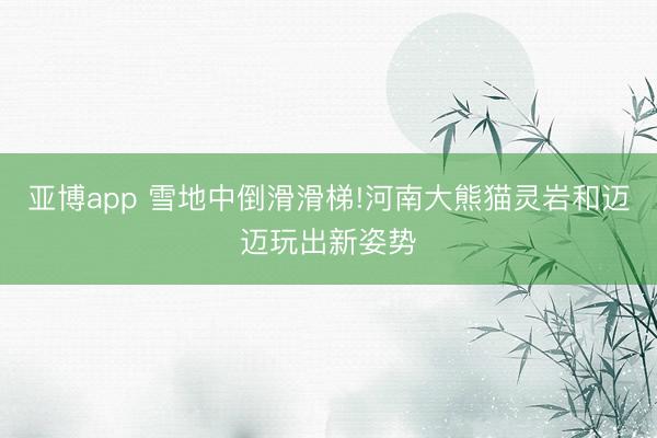 亚博app 雪地中倒滑滑梯!河南大熊猫灵岩和迈迈玩出新姿势